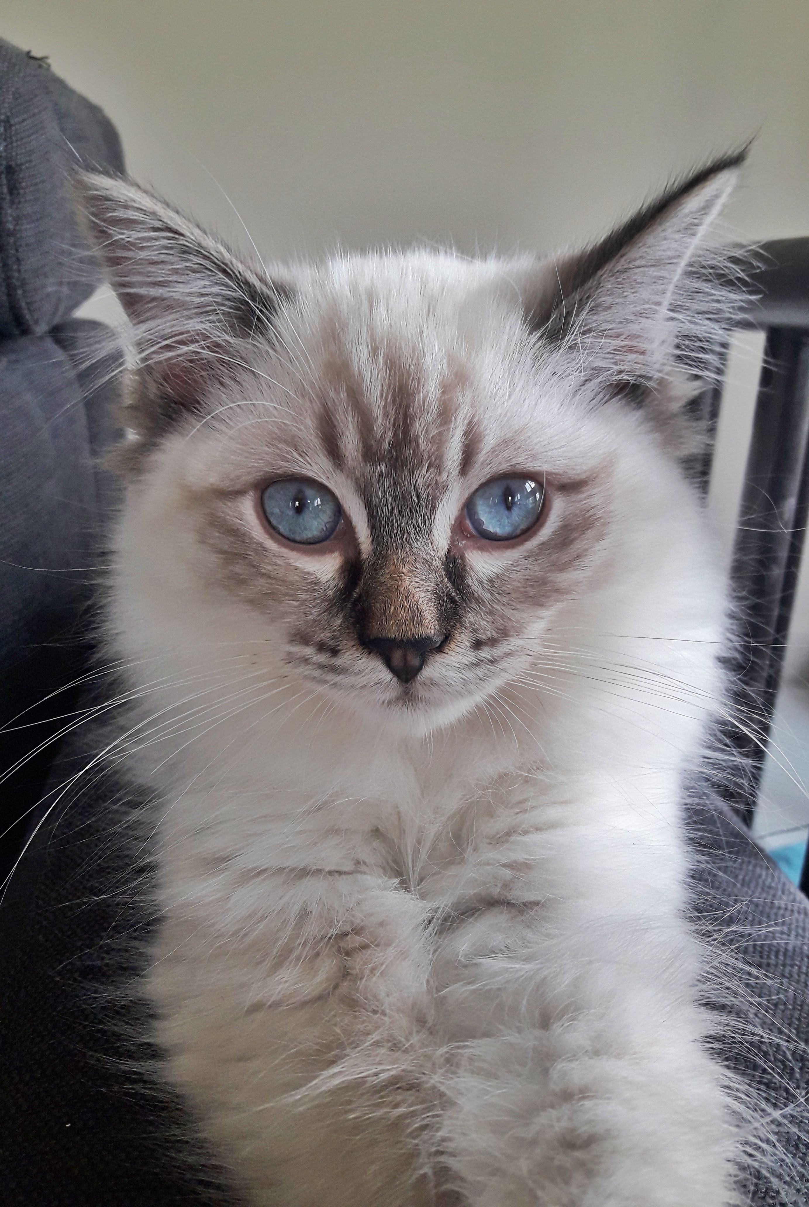 Oumi ragdoll