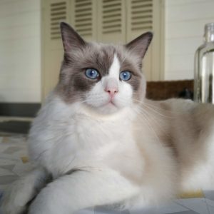 Ragdoll Poitiers chat Chai