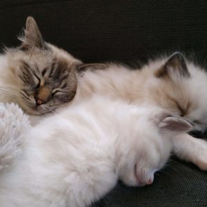 ragdoll