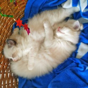 chatons ragdoll