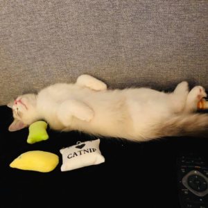 La Ragdoll attitude -Photo de MS