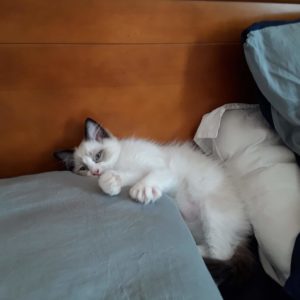 malin je me colle à maman