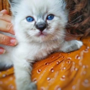 et bien sur toujours les yeux bleus