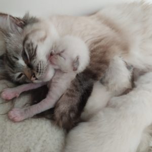 une chatte et sa chatoune