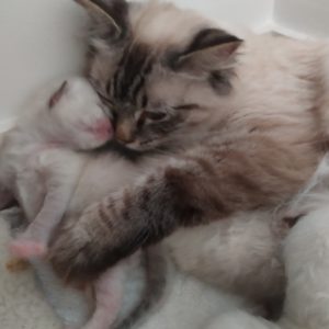 oumi et bb