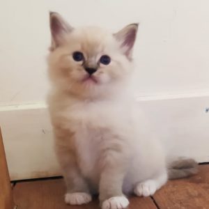 Les pattes blanches avec une démarcation, c'est le mitted