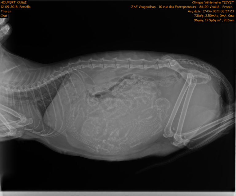HOUPERT_OUMI_CAT_THORAX_PA2021060035_EX2021060039_IM001