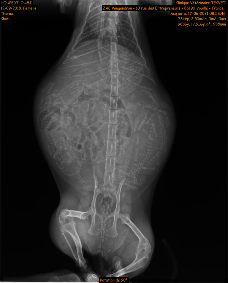 HOUPERT_OUMI_CAT_THORAX_PA2021060035_EX2021060039_IM002