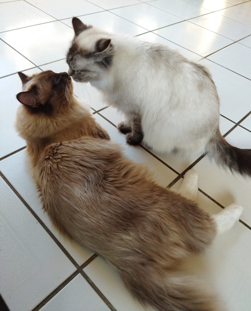 le couple